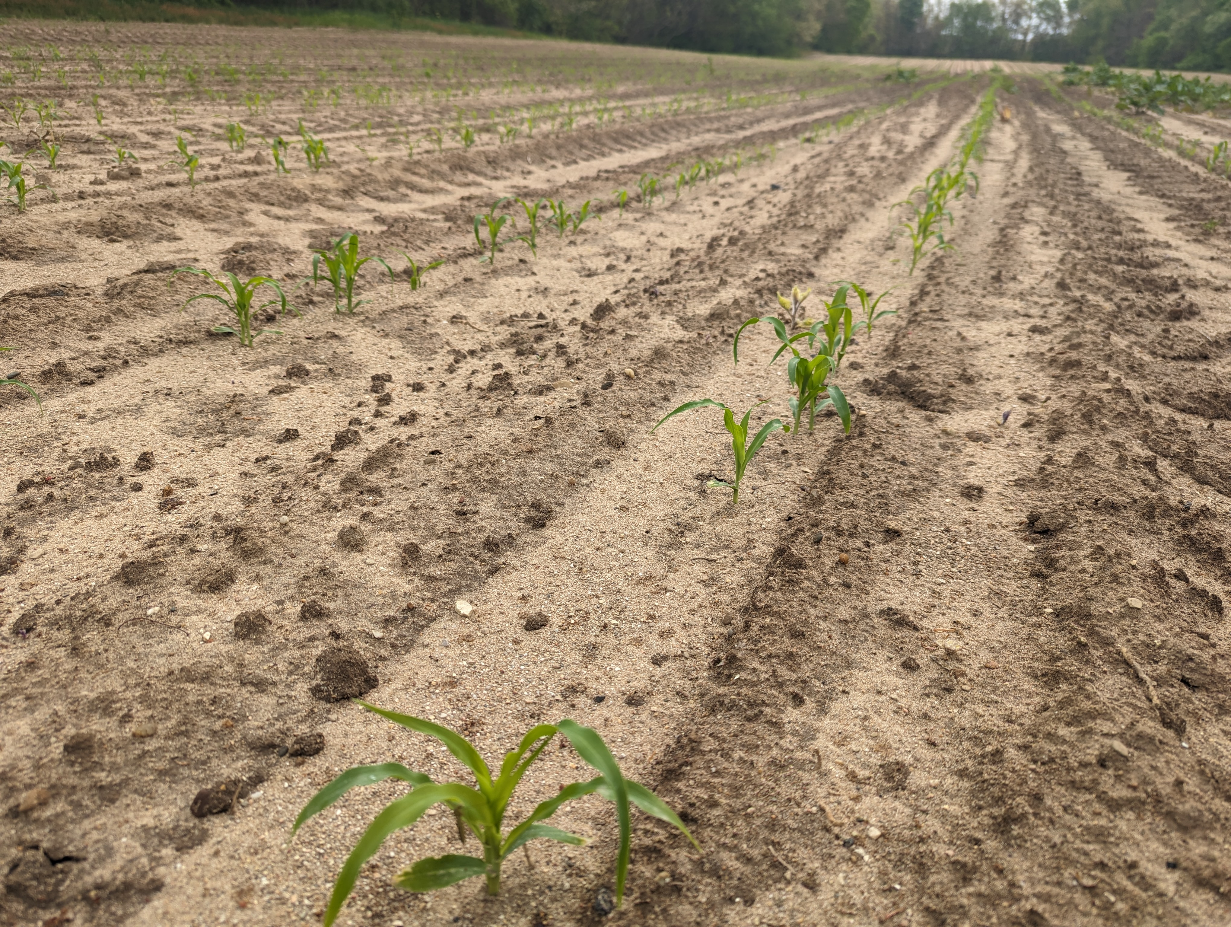 Sweet corn emerging from the ground.